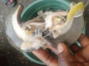 Premium Nigerian Bush Snails - Fresh & Meaty