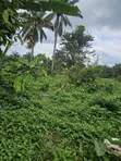 1000 Acres na Filin Noma a Oloode ta Ifetedo - 2