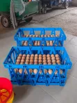 74cm x 46cm Large Egg Transfer Crate - 2