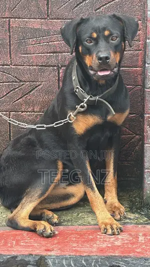 Female Purebred Rottweiler, 6-12 Months