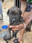 1-3 Month Male Mixed Breed Cane Corso Puppy - 1