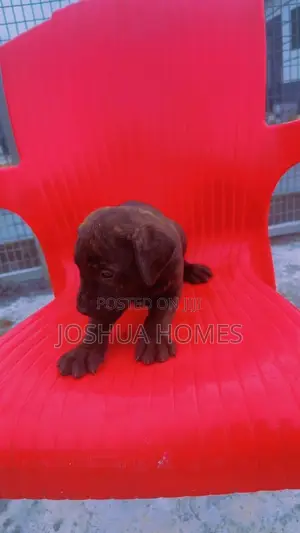 1-3 Month Male Mixed Breed Cane Corso Puppy
