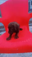 1-3 Month Male Mixed Breed Cane Corso Puppy - 2