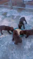 1-3 Month Male Mixed Breed Cane Corso Puppy - 3