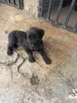 1-3 Month Male Mixed Breed Cane Corso Puppy - 4