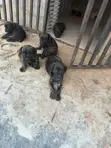 1-3 Month Male Mixed Breed Cane Corso Puppy - 5