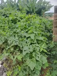 Plot 60x120 Don Sawa, Odo Ado Ekiti - NGN 7,000,000 - 2