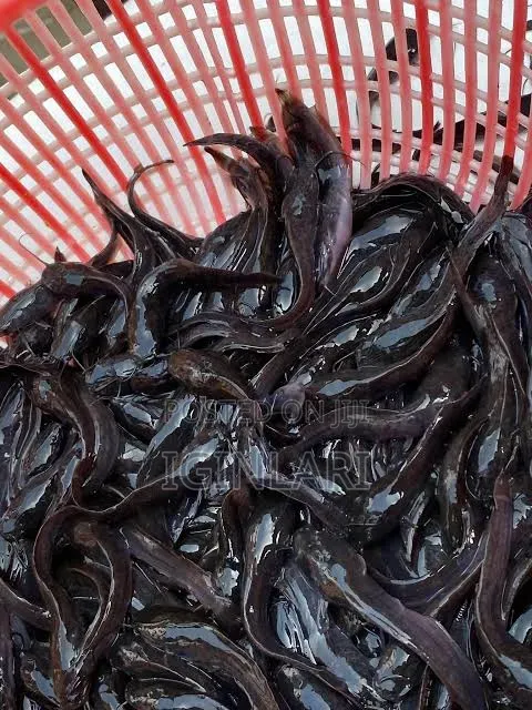Fast-Growing Hybrid Juvenile Catfish - 1