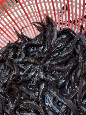 Fast-Growing Hybrid Juvenile Catfish