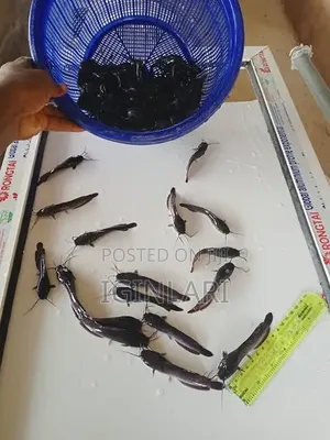 Fast-Growing Hybrid Juvenile Catfish