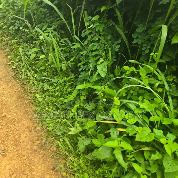 Acres of Fertile Farmland for Sale, Moniya, Ibadan - 1