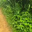 Acres of Fertile Farmland for Sale, Moniya, Ibadan - 1