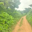 Acres of Fertile Farmland for Sale, Moniya, Ibadan - 2