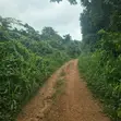 Acres of Fertile Farmland for Sale, Moniya, Ibadan - 3