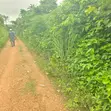 Acres of Fertile Farmland for Sale, Moniya, Ibadan - 4
