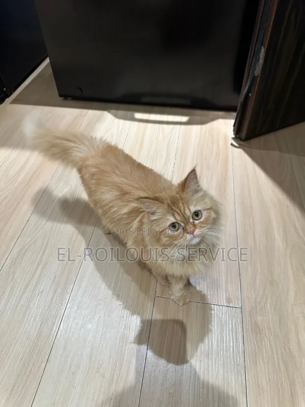 Purebred Persian Female Cat, 6-12 Months - 1
