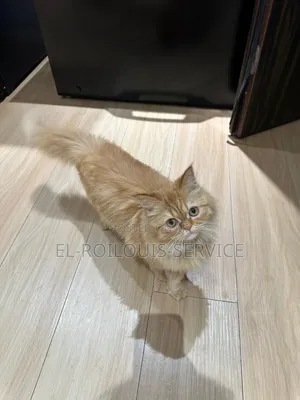 Maceciyar Persian Mai Tsarki, Watanni 6-12