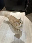 Maceciyar Persian Mai Tsarki, Watanni 6-12 - 1