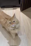 Maceciyar Persian Mai Tsarki, Watanni 6-12 - 2
