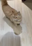Maceciyar Persian Mai Tsarki, Watanni 6-12 - 4