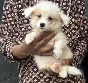 Male Lhasa Apso Mix Puppy, 3-6 Months