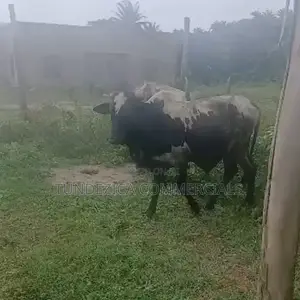 Cows for Sale - Bokolo and Other Varieties