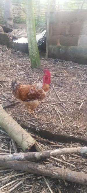Noila Chickens for Sale