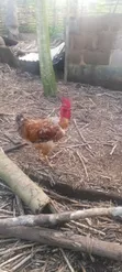 Noila Chickens for Sale - 1