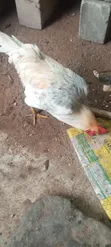 Noila Chickens for Sale - 2