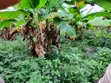 Residential Land for Sale in Simawa - 1