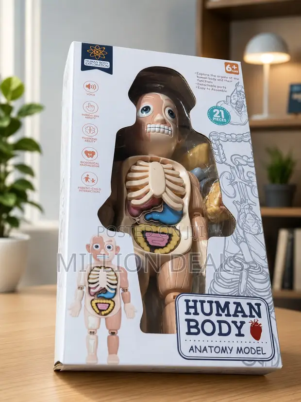 Human Body Anatomy Model Kids Toy Ages 6+ - 1