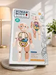 Human Body Anatomy Model Kids Toy Ages 6+ - 2