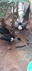 Premium Farm-Raised Mascovy Ducks - Ready for Sale - 1