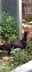 Premium Farm-Raised Mascovy Ducks - Ready for Sale - 2