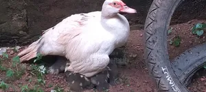 Premium Farm-Raised Mascovy Ducks - Ready for Sale