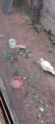 Premium Farm-Raised Mascovy Ducks - Ready for Sale - 4