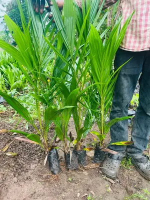 Hybrid Tenera Oil Palm Seedlings