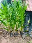 Hybrid Tenera Oil Palm Seedlings - 1