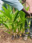 Hybrid Tenera Oil Palm Seedlings - 2