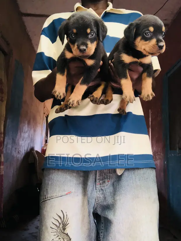 Purebred Rottweiler Puppy - 1-3 Months Female - 1
