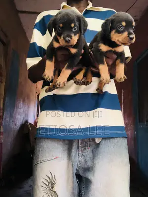 Rottweiler Zuriya - Yarinya Mai Wata 1-3