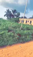 Rabin Kasuwa: 50x100 Filin Dadi a Uroho 1, Kan Hanyar Sapele Road Bypass - 1