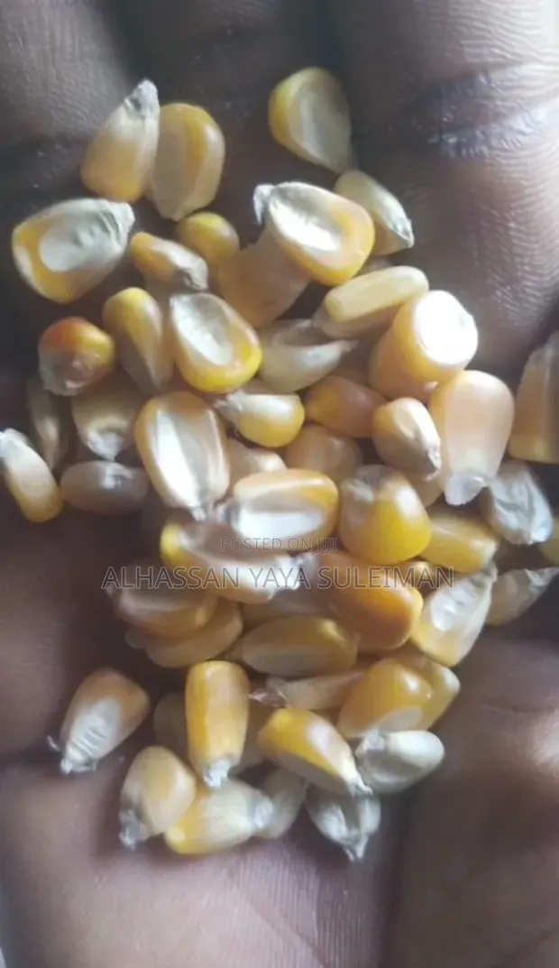 Premium Dry Maize - 1