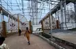 Filin 600sqm a Treasure Park & Gardens Phase 3 Extension, Shimawa - 2
