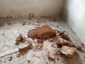 Professional Termite Treatment & Control