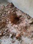 Professional Termite Treatment & Control - 3