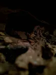 Professional Termite Treatment & Control - 4