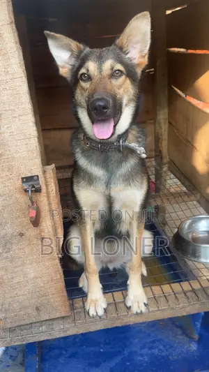 Purebred German Shepherd Female, 6-12 Months