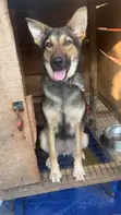 German Shepherd Mace, Shekaru 6-12 - 1