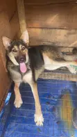 German Shepherd Mace, Shekaru 6-12 - 2